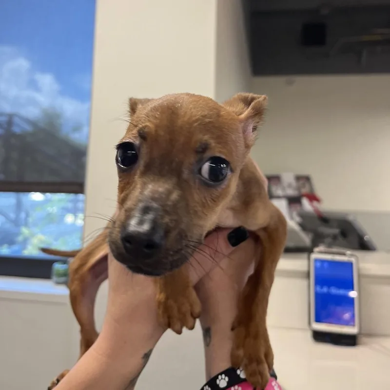 Paco thumbnail 2