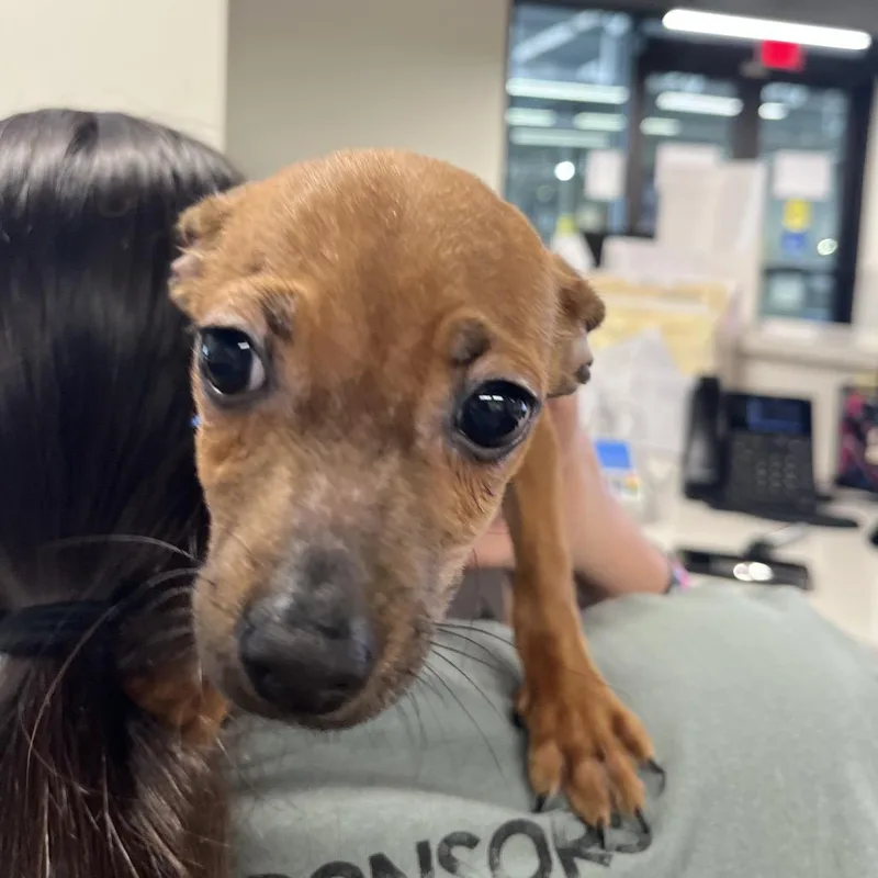 Paco thumbnail 4