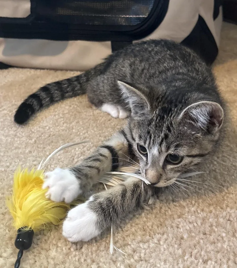 A baby medium-sized male Tabby (Brown / Chocolate) Domestic Short Hair cat named Ekko for adoption in Dover, DE