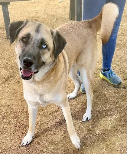 An adult large-sized male Yellow / Tan / Blond / Fawn Mixed Breed dog named Apple Cobbler for adoption in Georgetown, TX