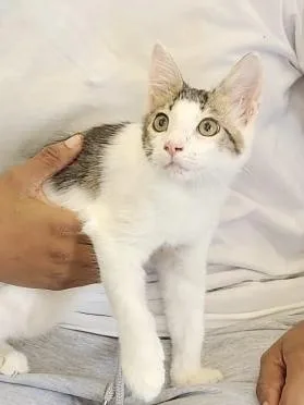 A baby small-sized male Black & White / Tuxedo Domestic Medium Hair cat named WallE for adoption in Dallas, TX