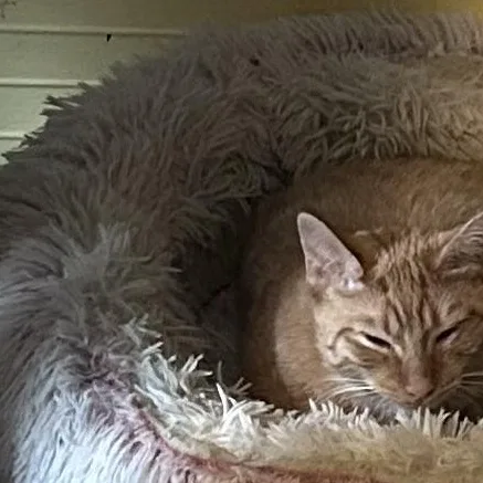A young medium-sized female Tabby (Orange / Red) Tabby cat named Zelle for adoption in East Hartford , CT