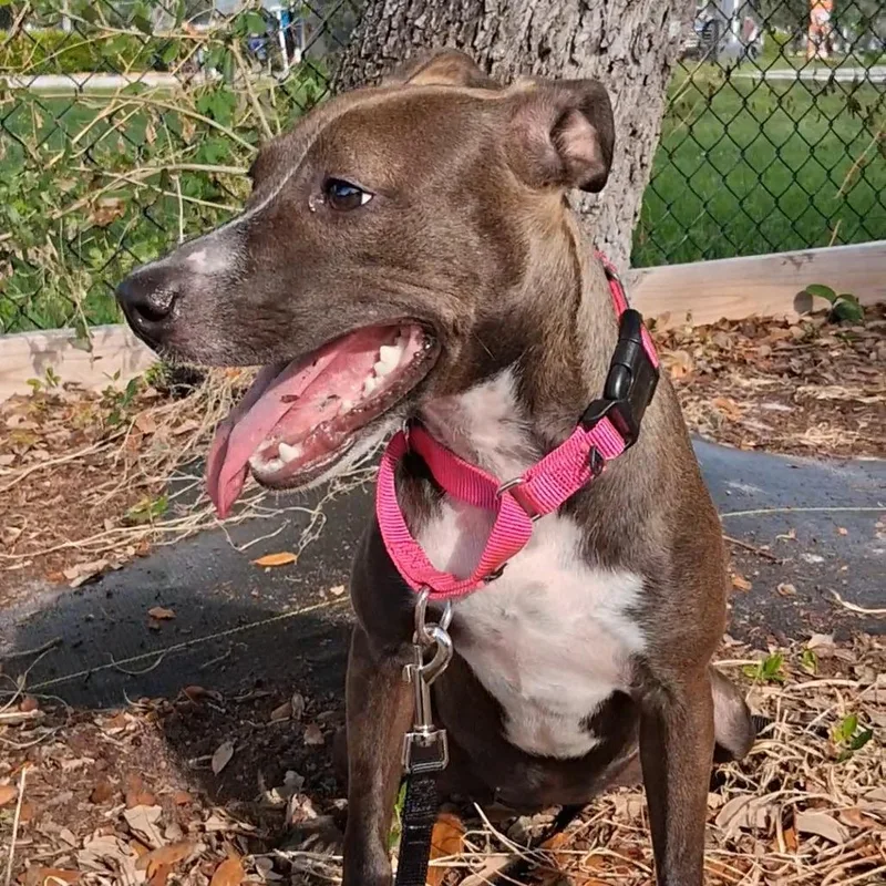 A young medium-sized female Mixed Breed dog named Penny for adoption in West Palm Beach, FL