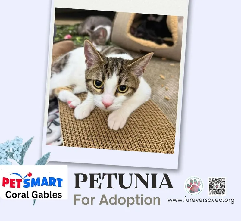 A baby small-sized female White Domestic Short Hair cat named Petunia for adoption in Miami, FL
