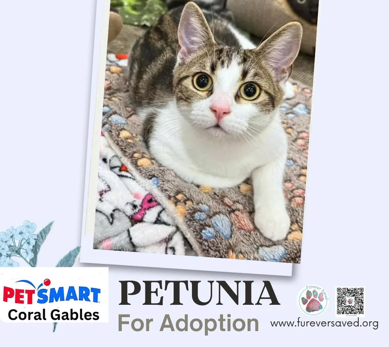 Petunia thumbnail 2