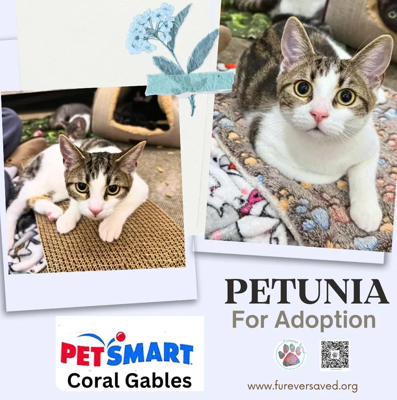 Petunia thumbnail 3