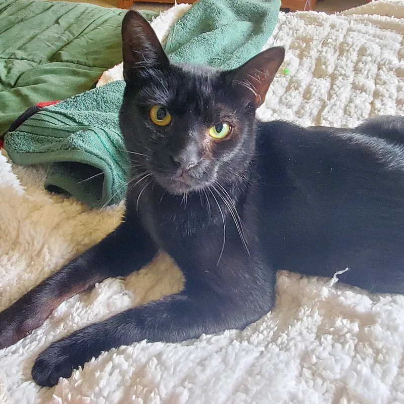 A baby medium-sized male Black Domestic Short Hair cat named Mercutio for adoption in Portland, OR