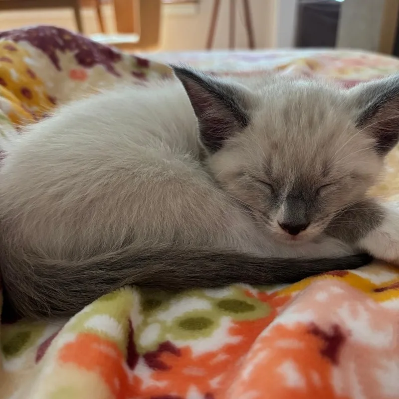 A baby medium-sized male Lilac Point Domestic Short Hair cat named Marshmallow for adoption in Chicago, IL