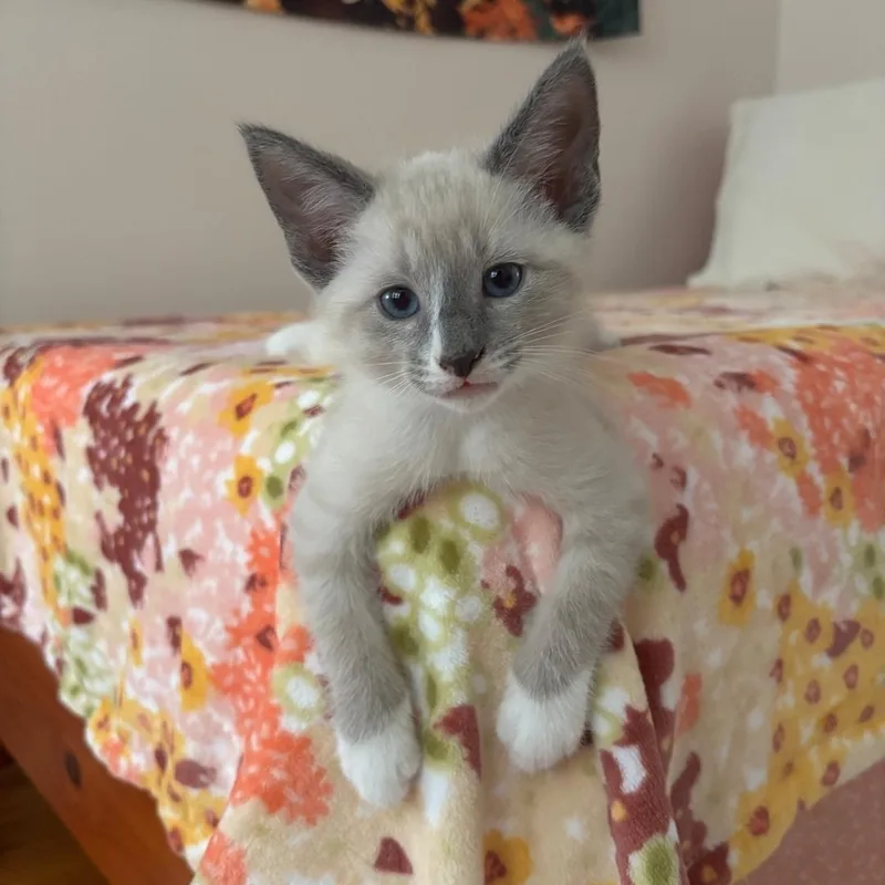 Marshmallow thumbnail 3