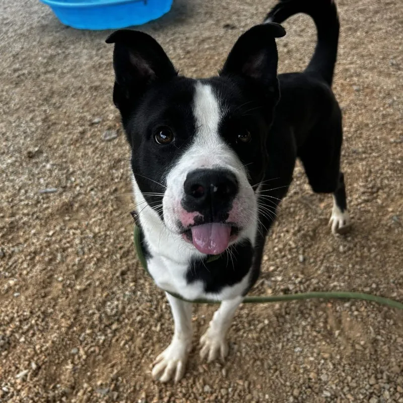 An adult medium-sized male Black Border Collie dog named Nebula for adoption in Greenville, SC