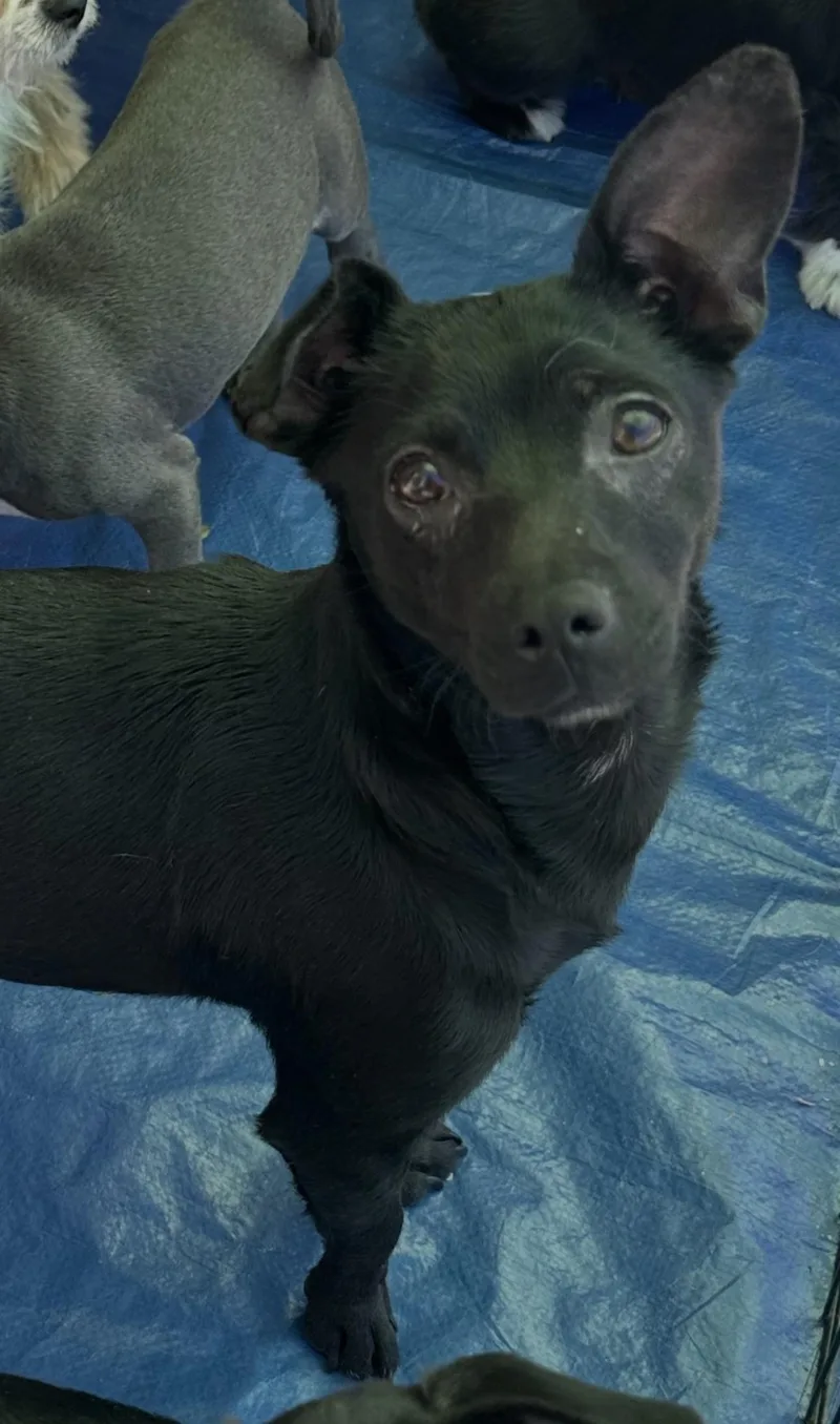 A young small-sized female Black Chihuahua dog named Cinder for adoption in La Palma, CA