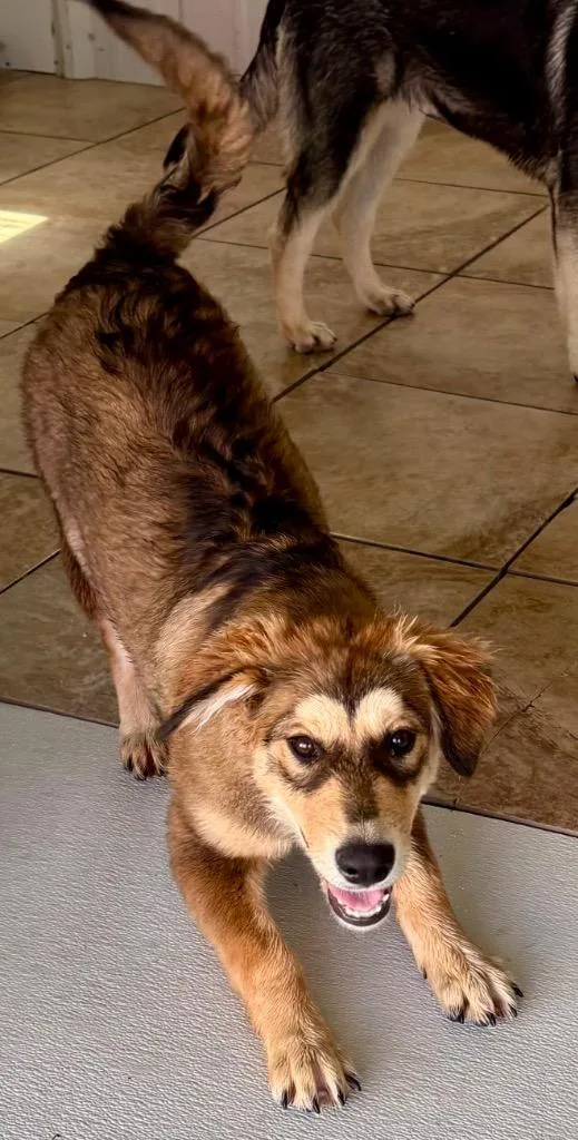 A baby medium-sized male Shepherd dog named Kabawa for adoption in Fort Lupton, CO