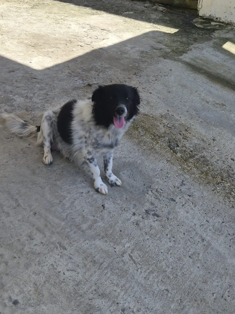 A young medium-sized female Harlequin Border Collie dog named Mara for adoption in Rio Grande, PR