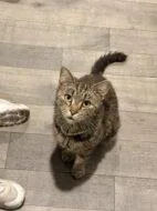 An adult small-sized female Domestic Short Hair cat named Cleo for adoption in West Chester, PA