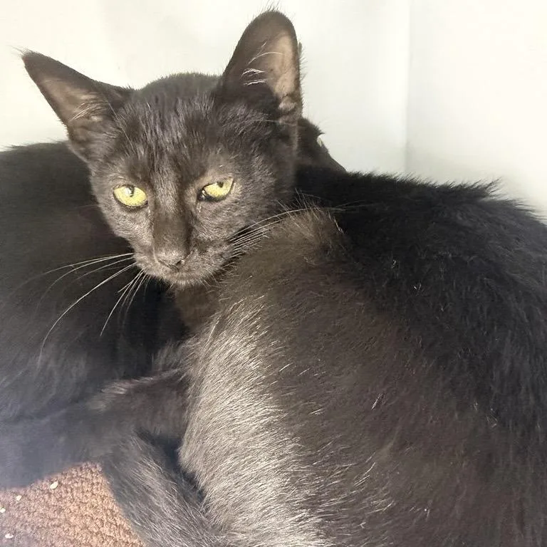 A baby small-sized male Domestic Short Hair cat named Picaroon for adoption in Los Angeles, CA