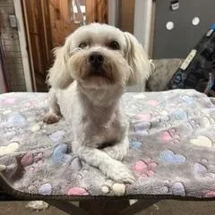 Lenny thumbnail 4