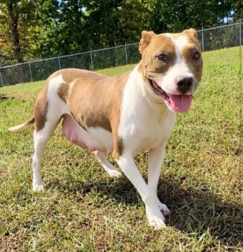 A young medium-sized female American Staffordshire Terrier dog named Nevaeh for adoption in Chickamauga , GA