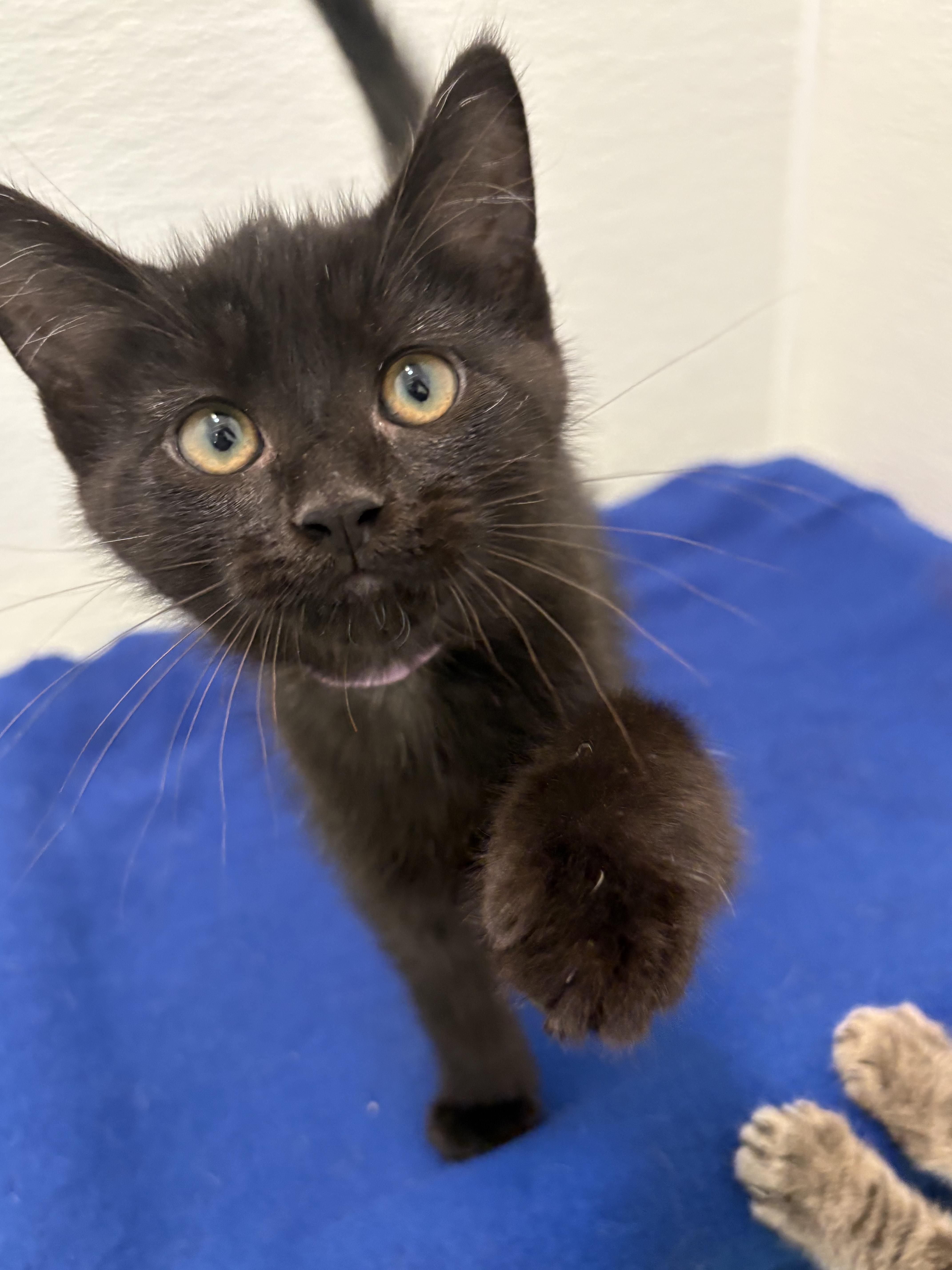 A baby medium-sized male Black Domestic Short Hair cat named Mcgriddle for adoption in Chicago, IL