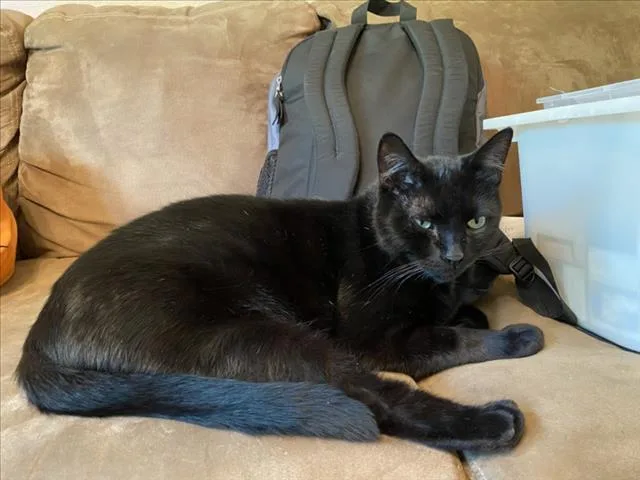 A senior medium-sized male Black Domestic Short Hair cat named Luke for adoption in Woodland, CA