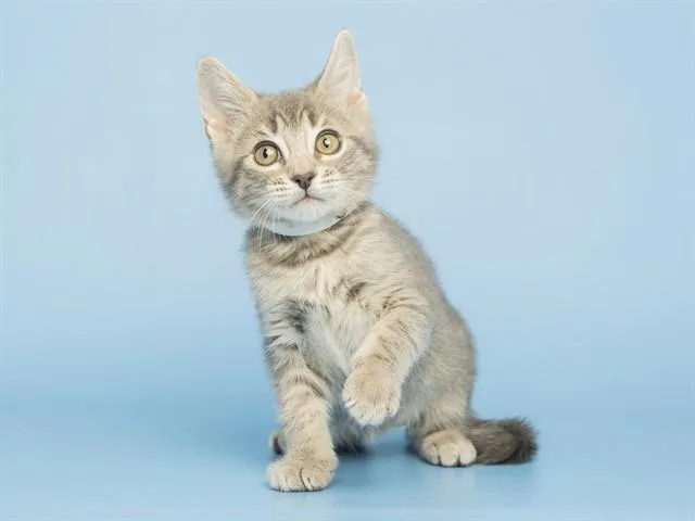 A baby small-sized male Domestic Short Hair cat named Kiwi for adoption in Phoenix, AZ
