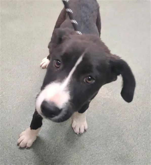 A baby small-sized male Mixed Breed dog named Neville for adoption in Santa Fe, NM