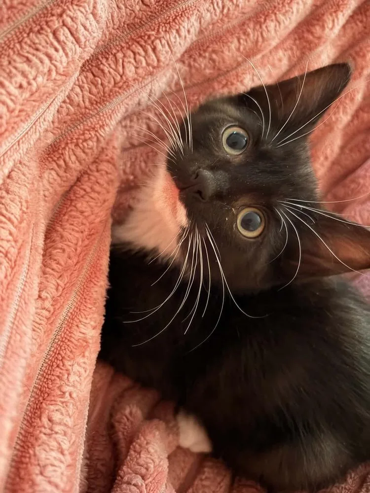 A baby small-sized male Black & White / Tuxedo Domestic Short Hair cat named Sully for adoption in Breinigsville, PA