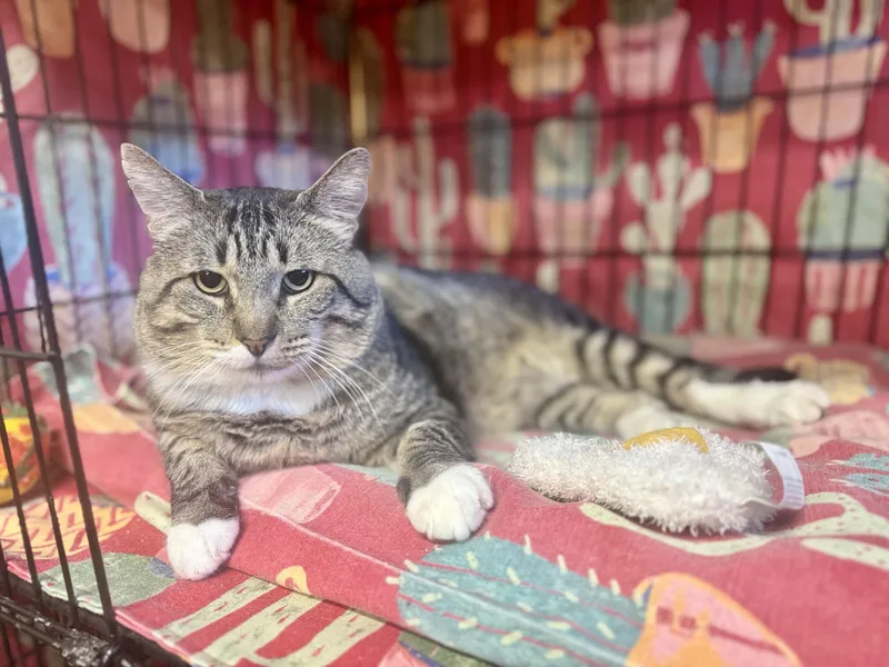 An adult large-sized male Tabby (Brown / Chocolate) Domestic Short Hair cat named Estabon for adoption in Okanogan, WA