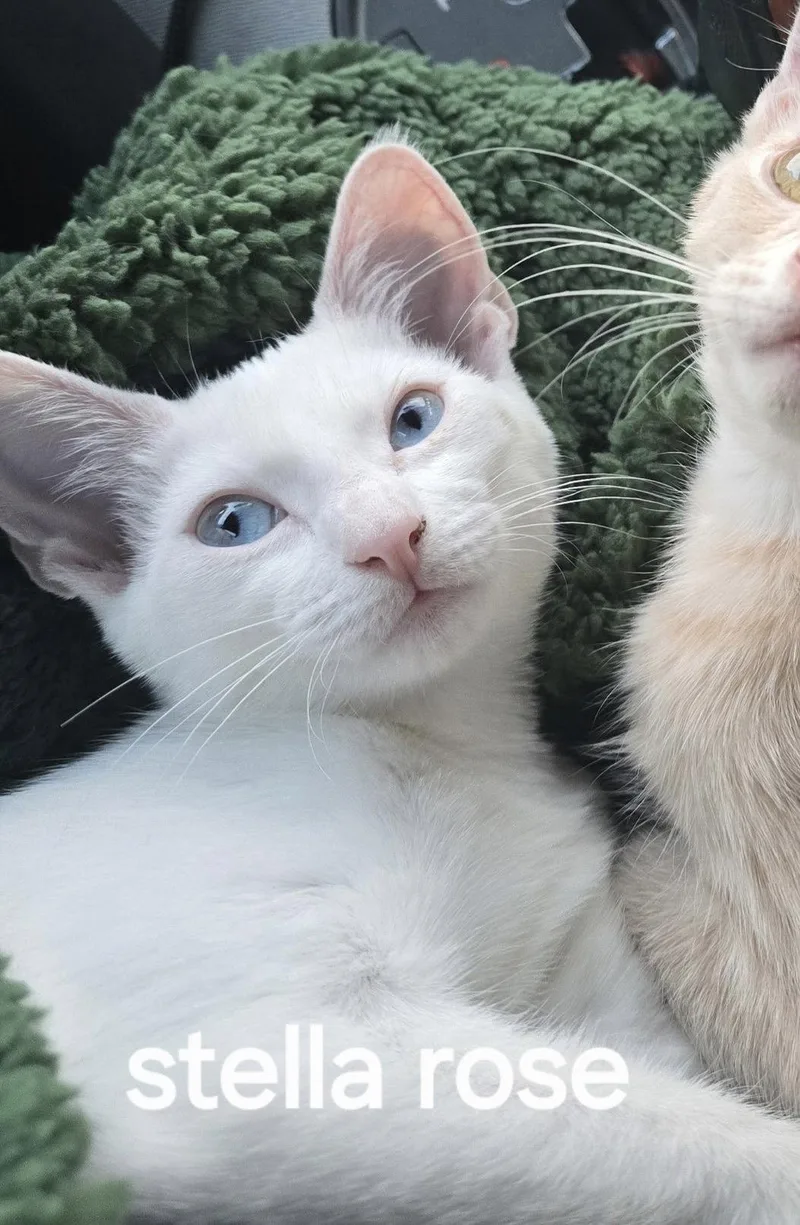 An adult medium-sized female White Domestic Short Hair cat named Stella Rose for adoption in Versailles, KY
