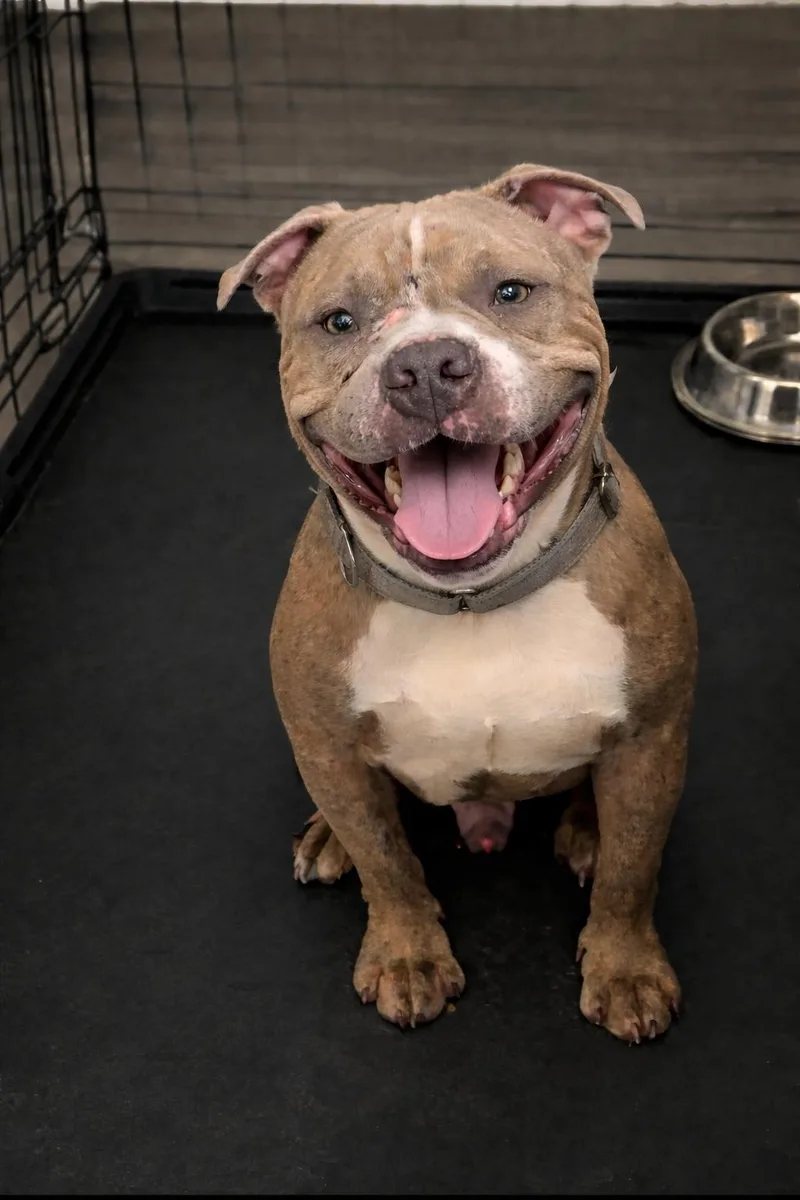 An adult medium-sized male Bull Terrier dog named Rex for adoption in Holly Springs, NC