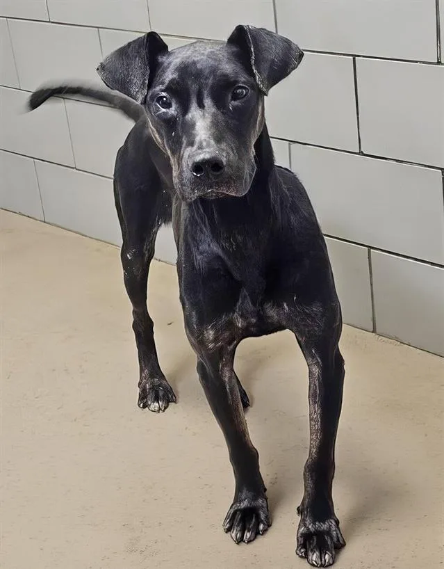An adult medium-sized male Black Mixed Breed dog named Shadow for adoption in Nashville, TN