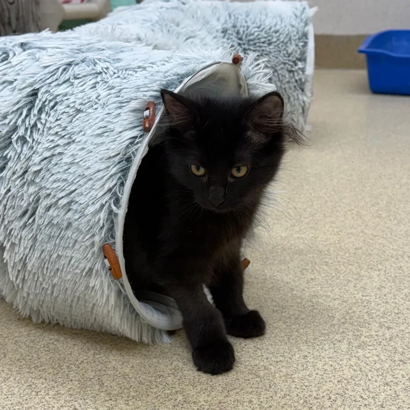 A baby small-sized female Black Domestic Short Hair cat named Turkey Tail for adoption in Naperville, IL