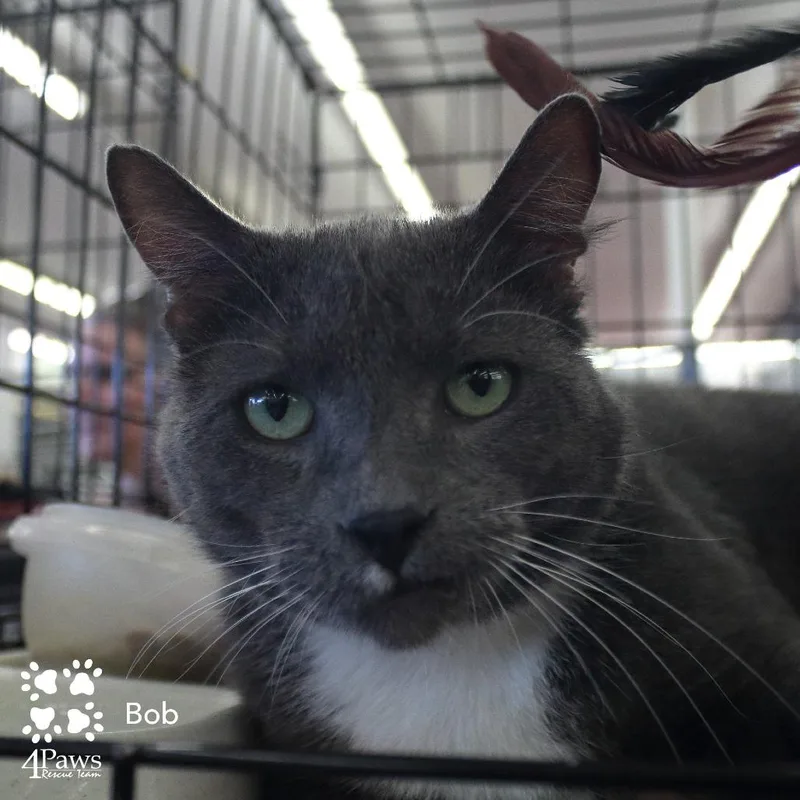 An adult small-sized male Gray / Blue / Silver Manx cat named Bob Bcas for adoption in Merrifield, VA