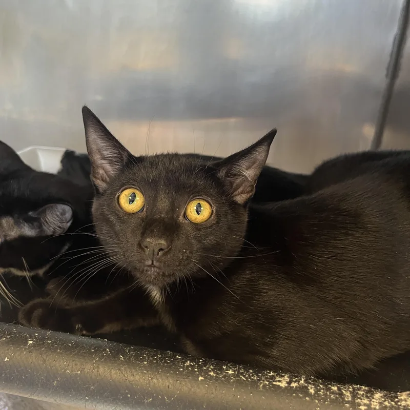 A young medium-sized male Black Domestic Short Hair cat named Pugsley A for adoption in San Andreas, CA