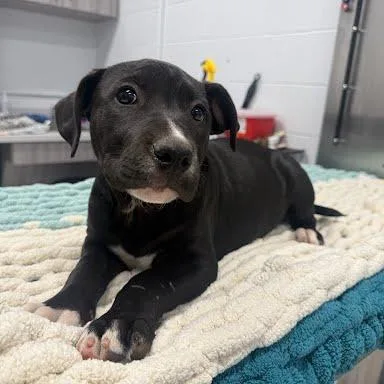 A baby large-sized female Mixed Breed dog named Betty for adoption in Jeffersonville, IN