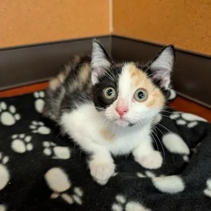 A baby small-sized female Calico Domestic Short Hair cat named Brooklyn for adoption in Rochester, MN