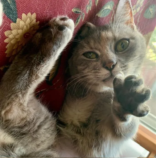 Lady Daisy thumbnail 2