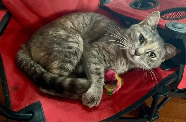 Lady Daisy thumbnail 3