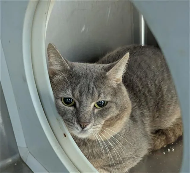 An adult medium-sized male Domestic Short Hair cat named Cove for adoption in Brunswick, GA
