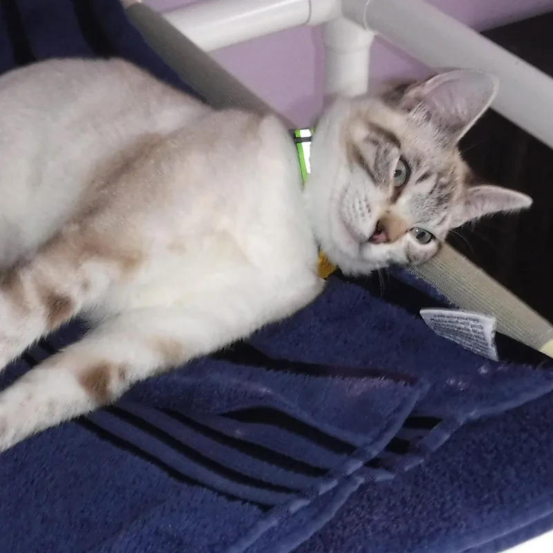 Sully  Sweet And thumbnail 2