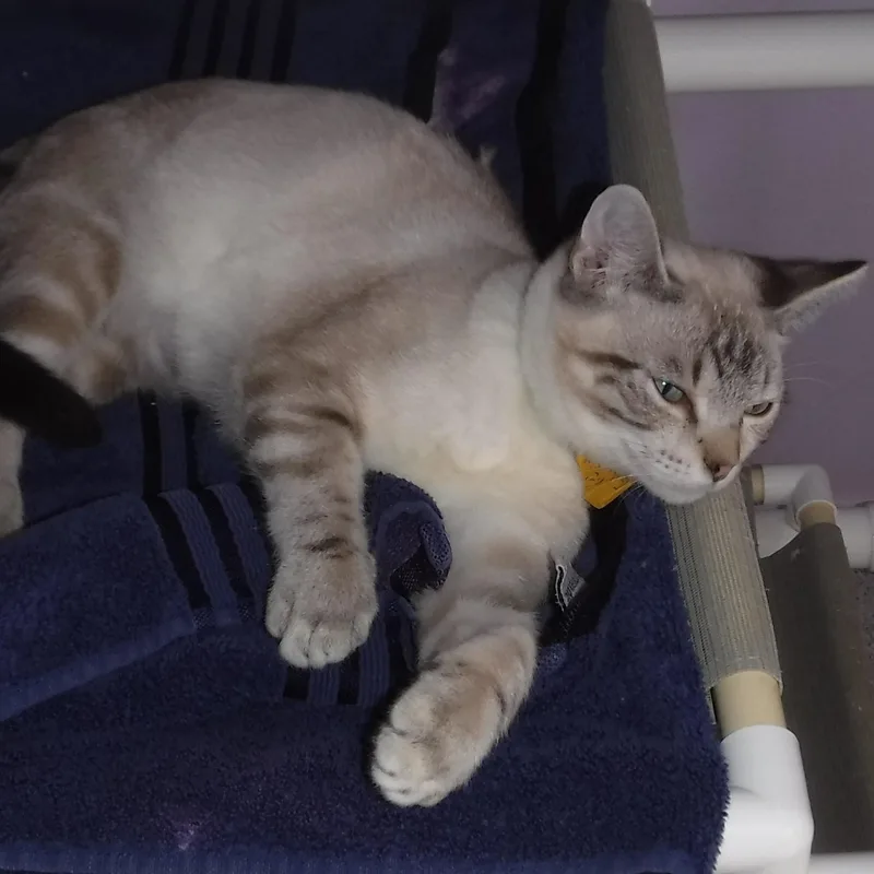 Sully  Sweet And thumbnail 3