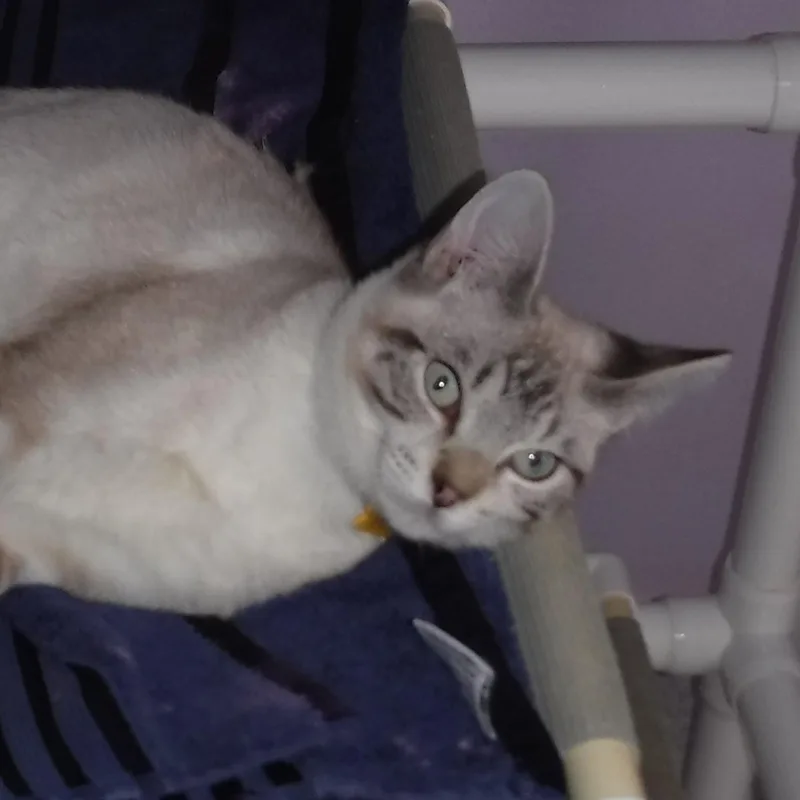 Sully  Sweet And thumbnail 4