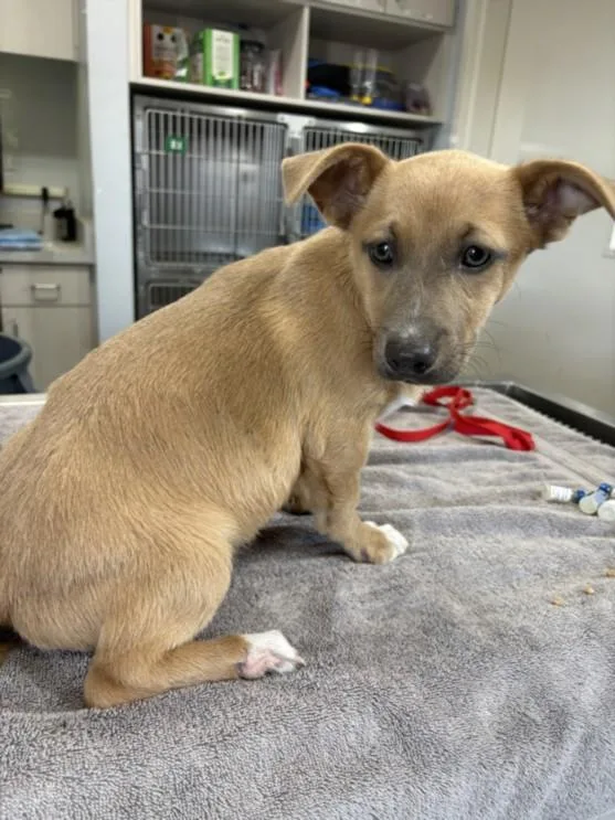 An adult small-sized male Pit Bull Terrier dog named A for adoption in Olivehurst, CA