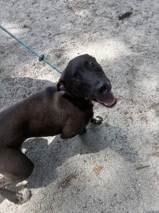 A young medium-sized male Black Mixed Breed dog named Mushu for adoption in Georgetown, SC