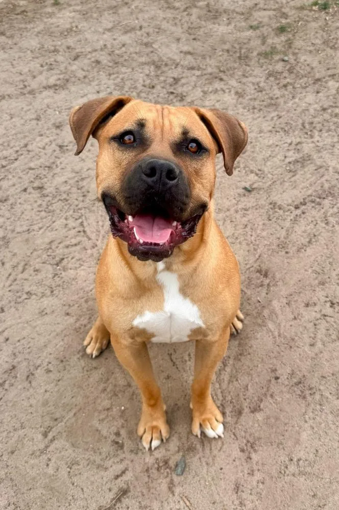 A young large-sized male Bullmastiff dog named Butkus for adoption in Littleton, CO