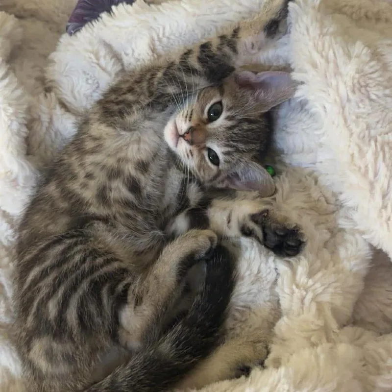 A baby small-sized female Brown / Chocolate Domestic Short Hair cat named Ducky for adoption in Jarrettsville, MD