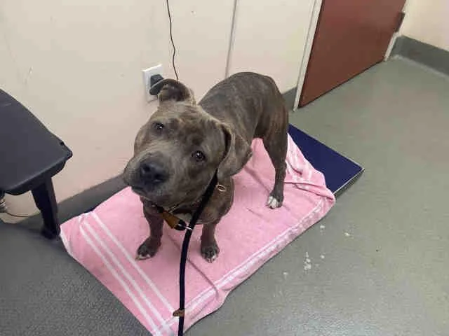 A young medium-sized female Pit Bull Terrier dog named Roxy for adoption in Carlsbad, CA