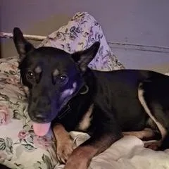 An adult large-sized male Black German Shepherd Dog dog named Zayn for adoption in Roswell, GA