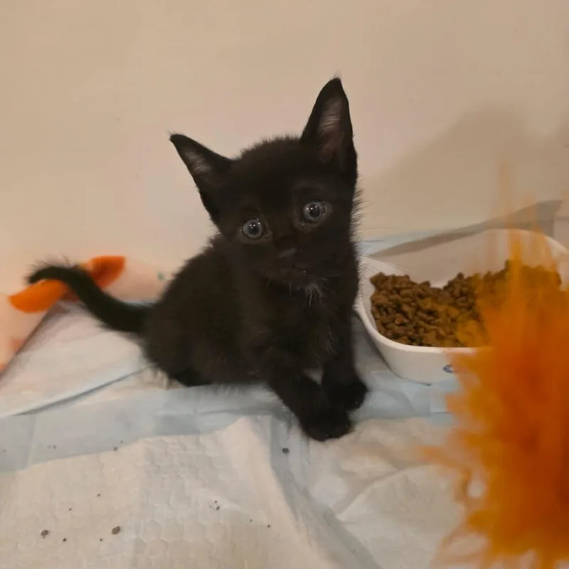 A baby small-sized male Black Domestic Short Hair cat named Rook for adoption in Okmulgee, OK