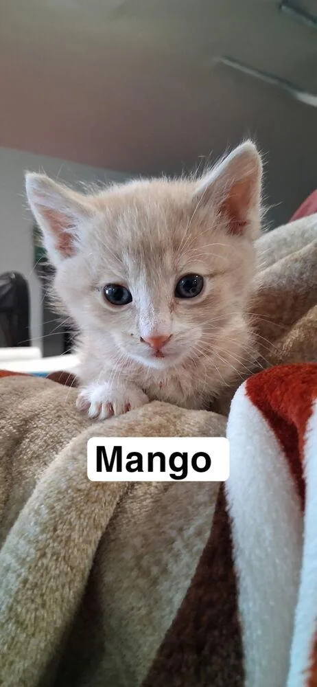 A baby medium-sized male Domestic Short Hair cat named Mango for adoption in Lafayette, CO