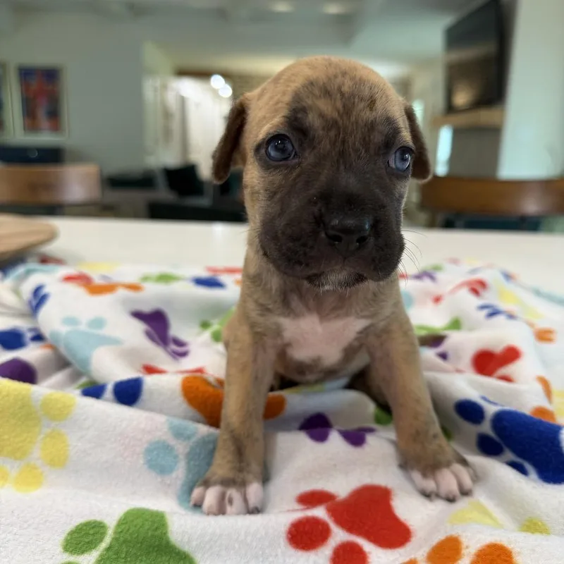 A baby small-sized female Brindle Catahoula Leopard Dog dog named Darla for adoption in New Orleans, LA